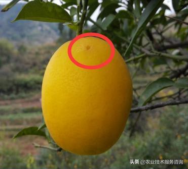 柑橘大果实蝇防治最佳时期,柑橘大实蝇的防治方法