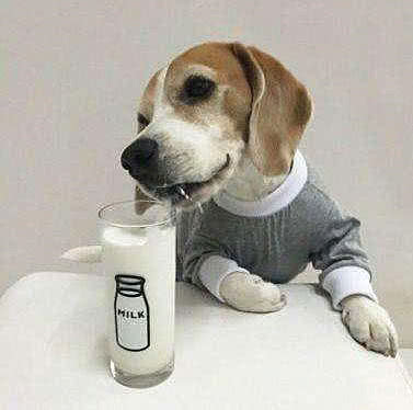 狗狗千万不能喝的六种水,狗狗吃多少巧克力会对身体有影响