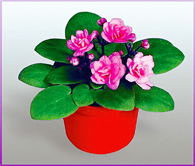 非洲紫罗兰盆栽,紫罗兰花卉盆栽图片