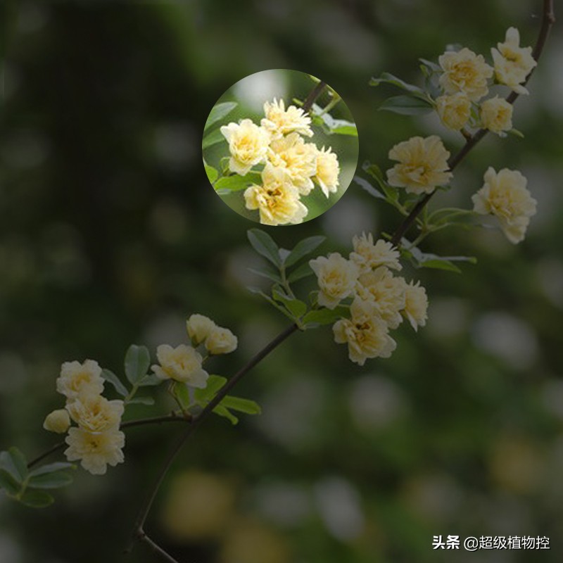 四季开花的香花植物,列举6种香花植物