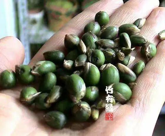 竹子开花，百年难遇的奇闻怪事，生命的最后绽放