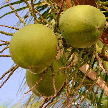 椰乡文昌百年摇钱树钱景无限