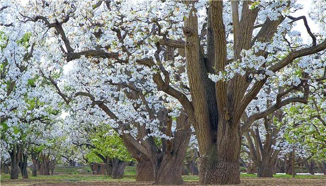 探丝路,探丝路之旅