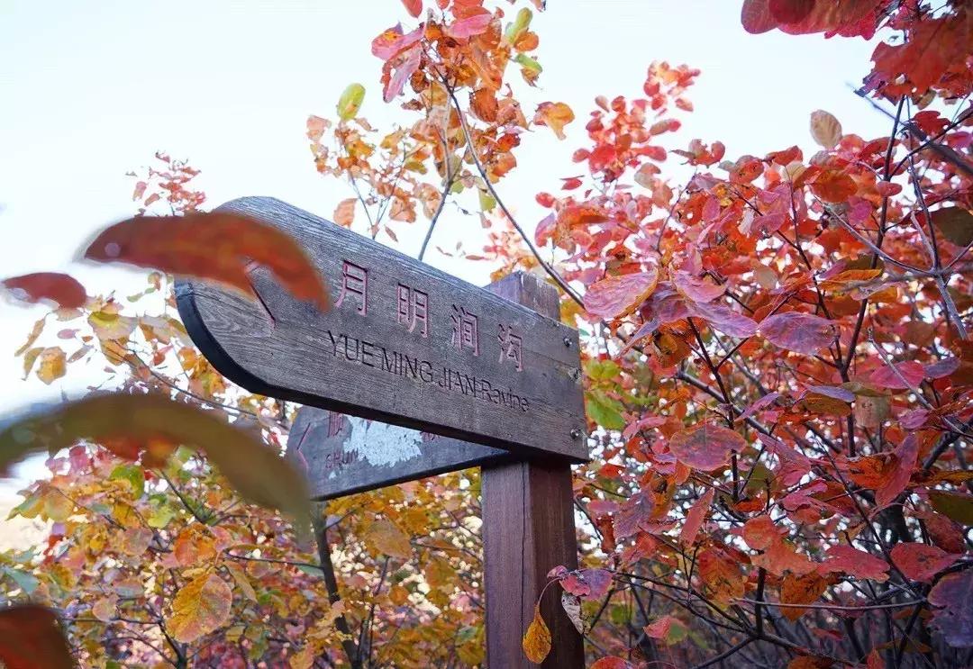 东北五里屯特产排行榜前十名,龙湾特产必买清单