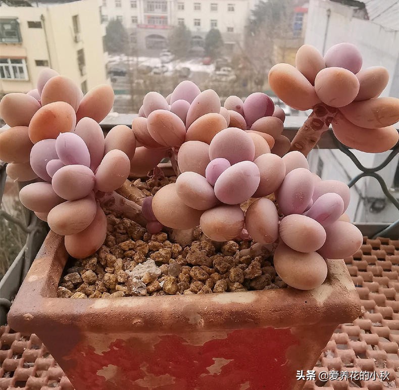 桃蛋爆盆养殖技术,桃蛋爆盆的正确方法