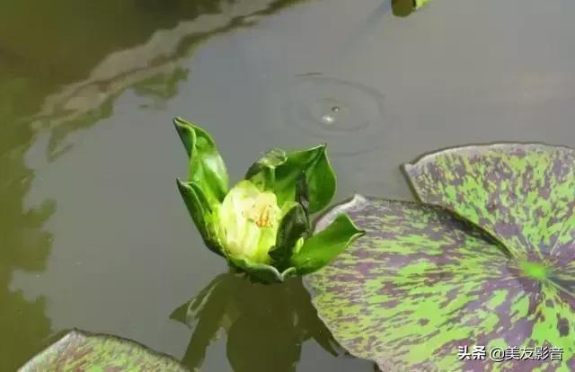 江南可采莲莲叶何田田全诗讲解,有关莲的古诗词大全