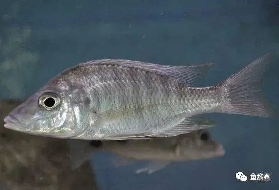 三湖慈鲷马鲷孔雀珍珠系能长多大,三湖慈鲷之孔雀