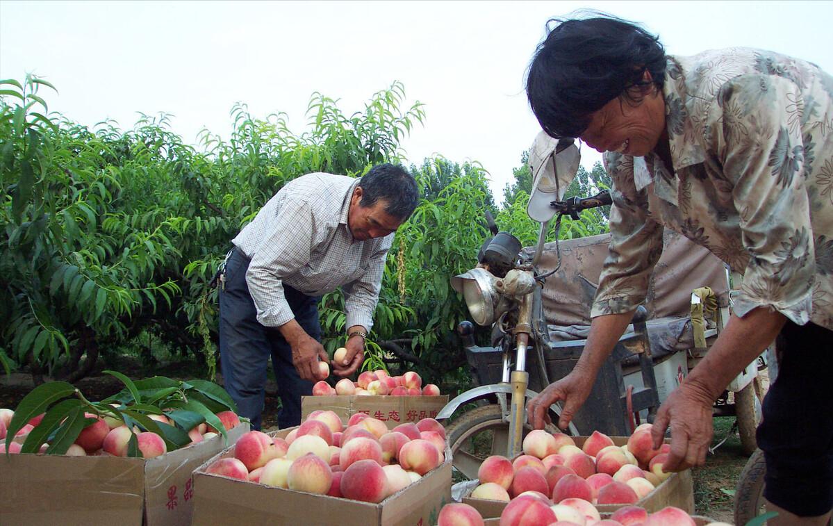 农村大叔种植桃子,农村大叔新发明的种植技术