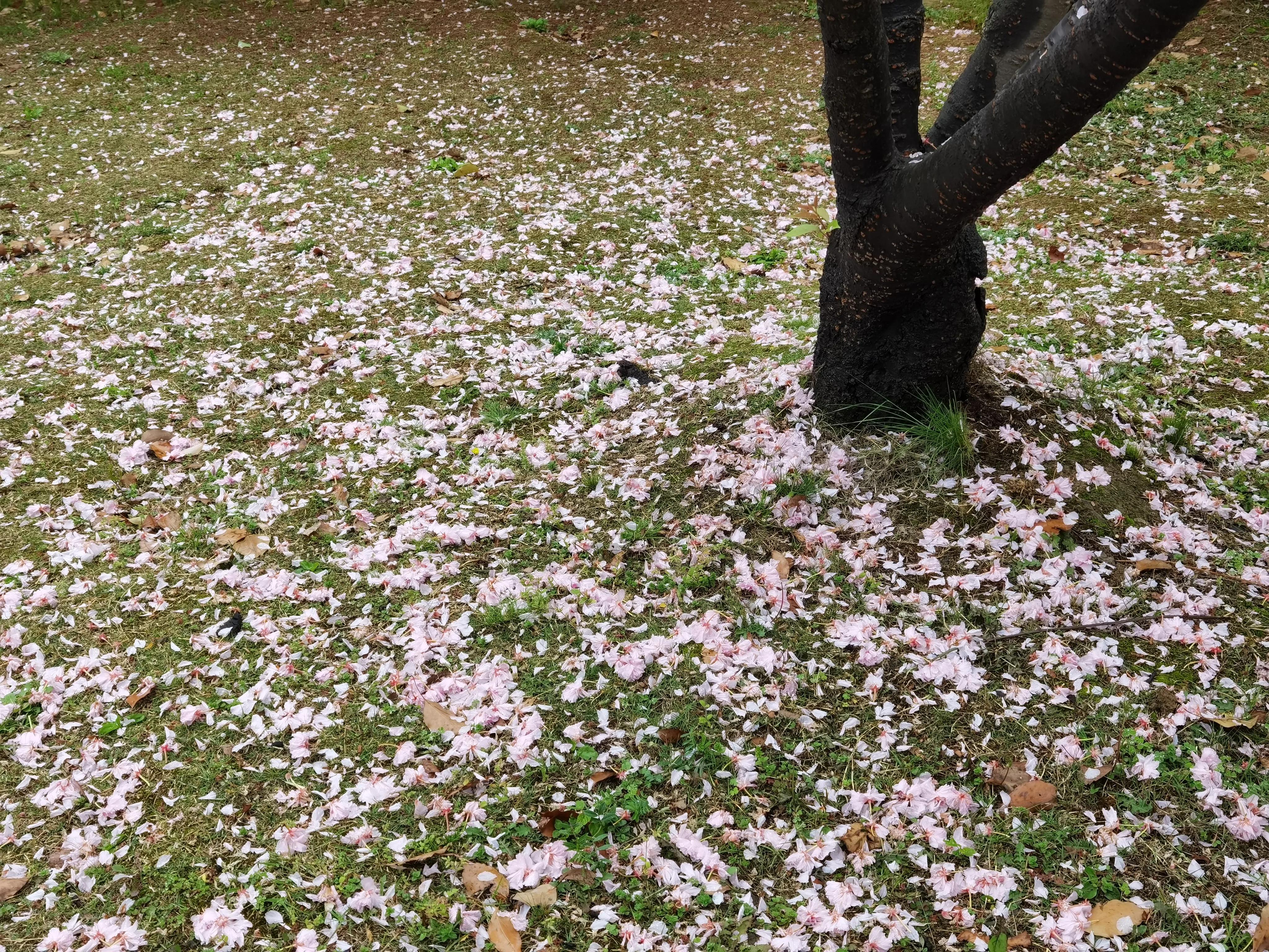 七绝吟春的诗句,七绝吟