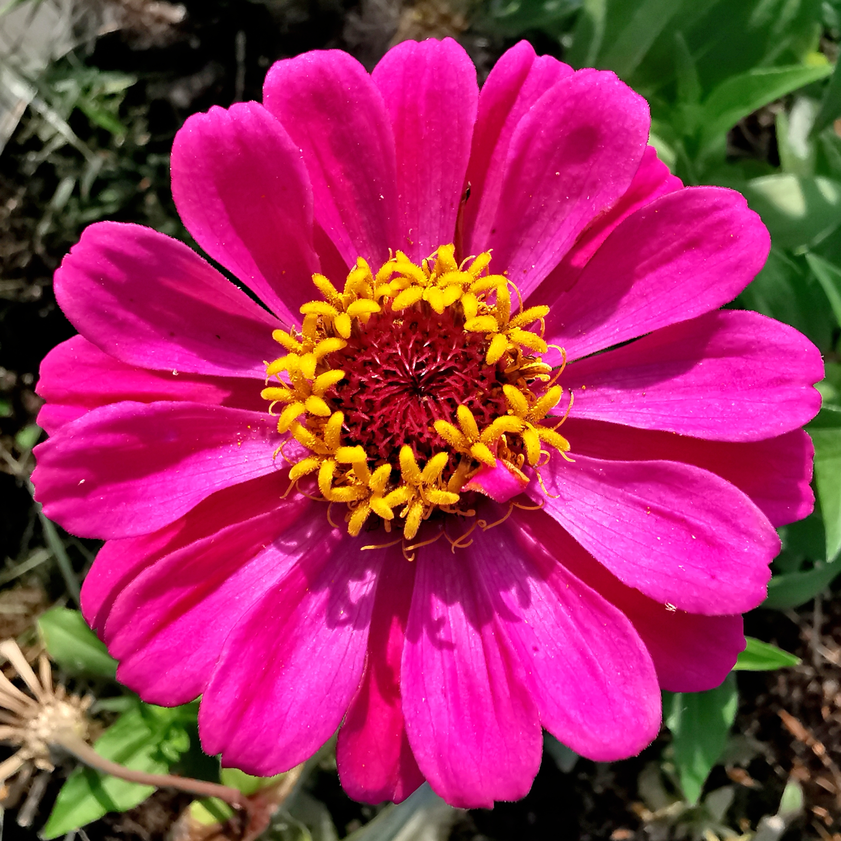 长虹公园小花美（手机拍）