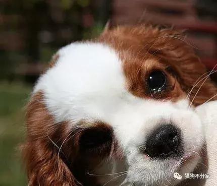 狗狗腿受凉了有什么症状,狗狗受凉感冒喷嚏咳嗽咋办