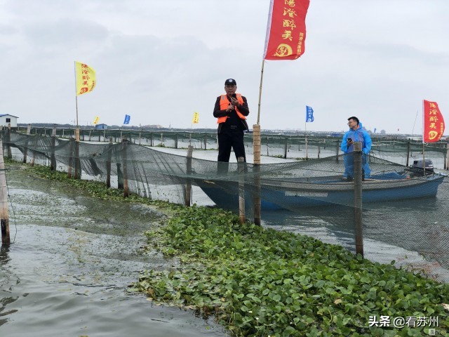 阳澄湖大闸蟹开捕的蟹王,阳澄湖大闸蟹试捕惊现八两多蟹皇