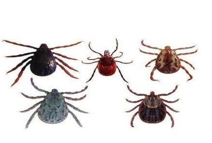 体外驱虫药可以驱体内寄生虫吗,宠物驱虫为什么还有寄生虫