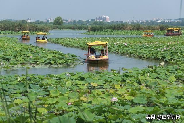尽领龙湖风情品味水韵荷香2019淮阳龙湖赏荷旅游月精彩启幕