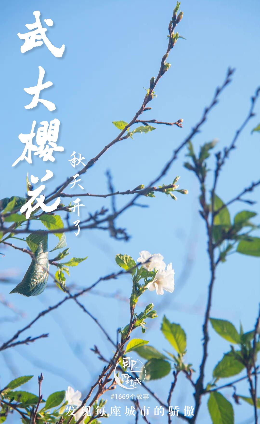 武大樱花一切美好都如约而至,武大樱花正盛开