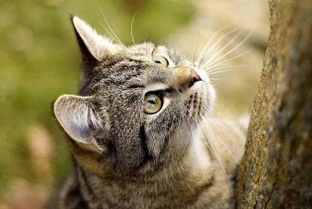 为什么中国没有自己的纯种猫,都有哪些纯种猫