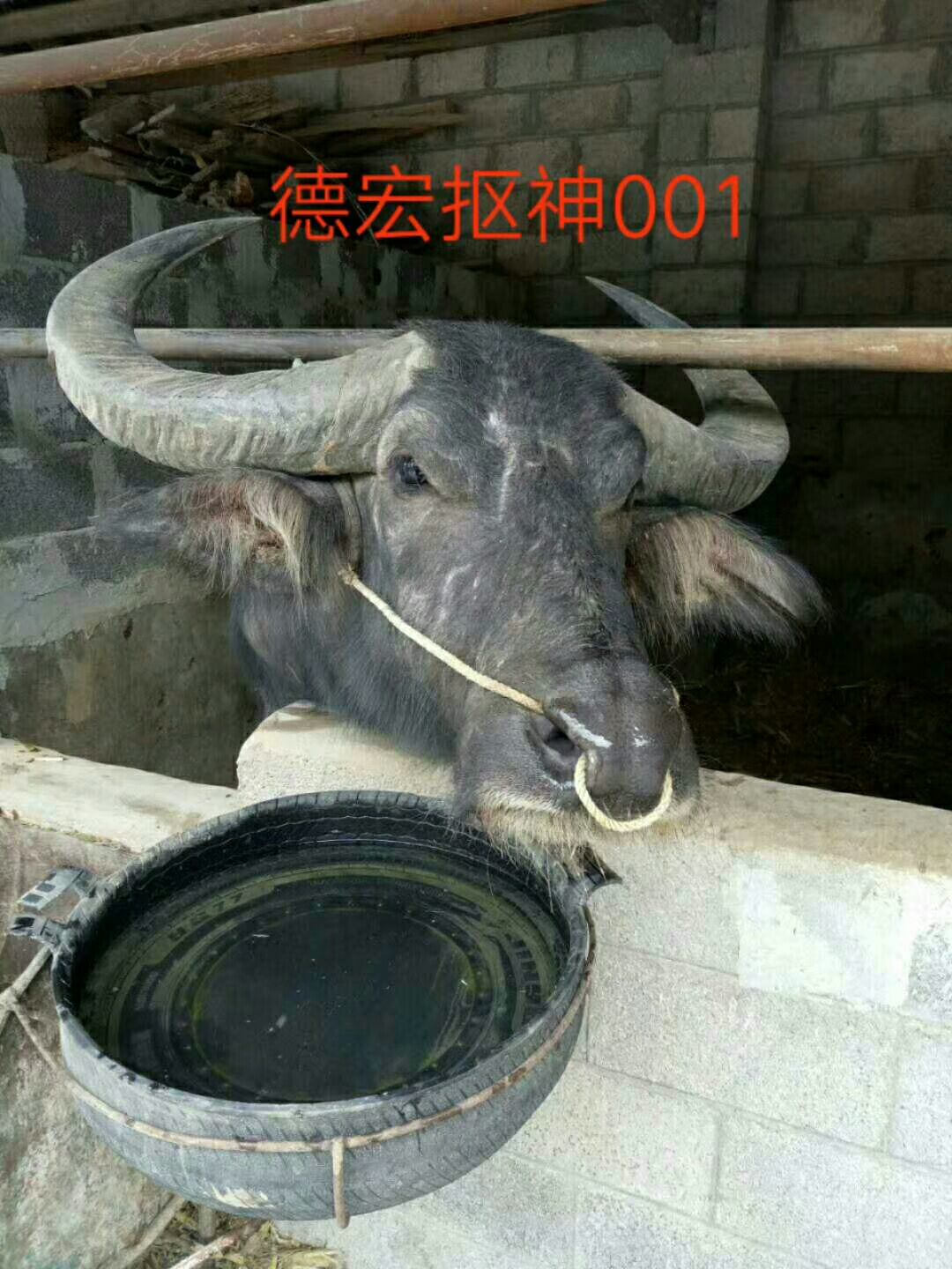 贵州苗乡斗牛视频大全,水打坪乡村斗牛