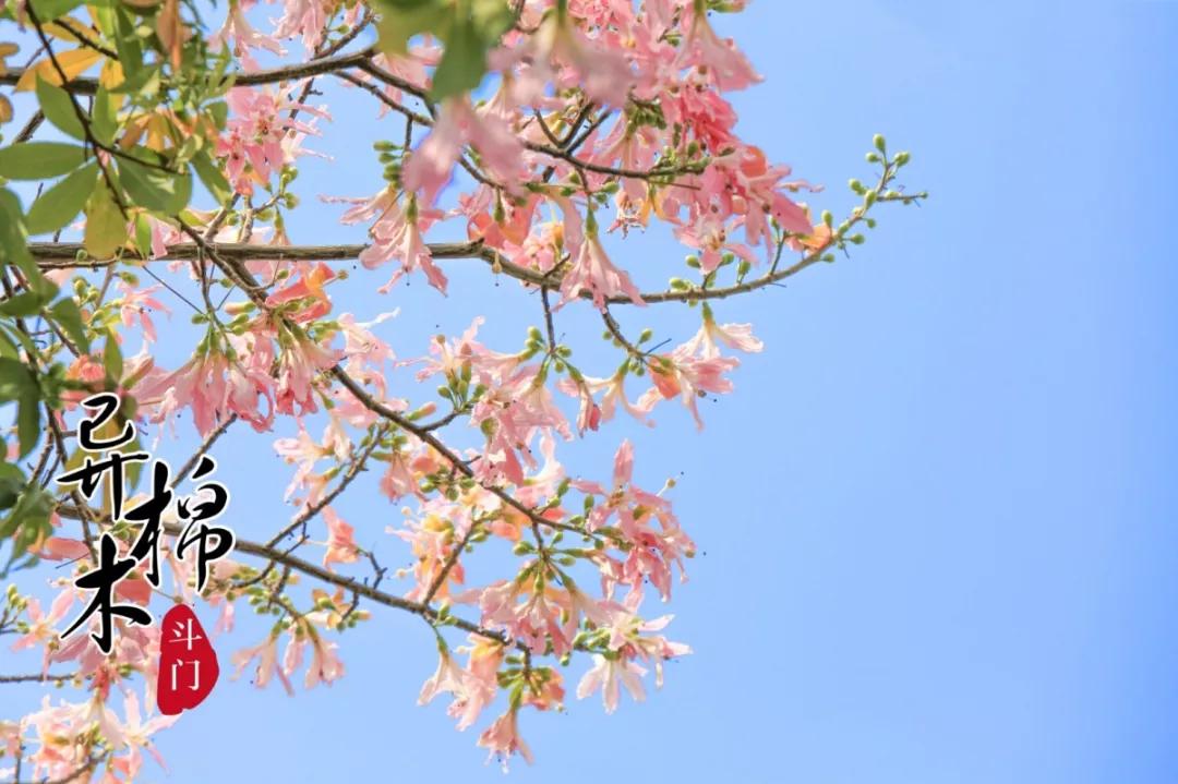 2020美到窒息！珠海的冬天，美炸了