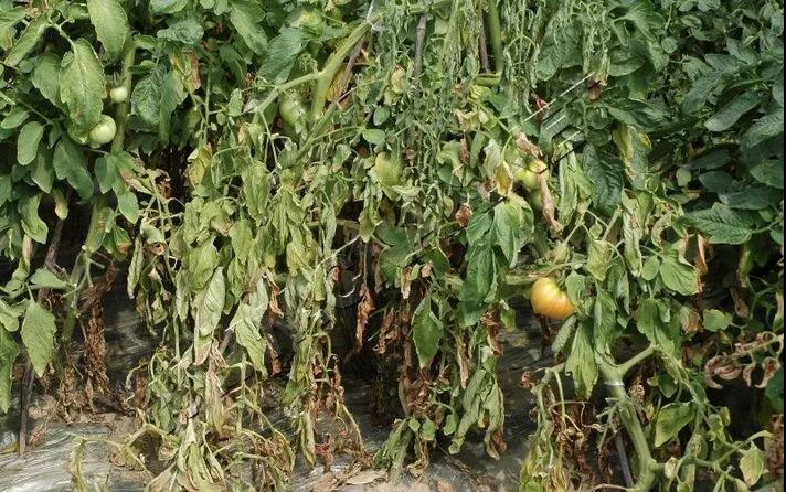 根部病害必须要灌根!但是这样灌根不仅没效果还有药害!