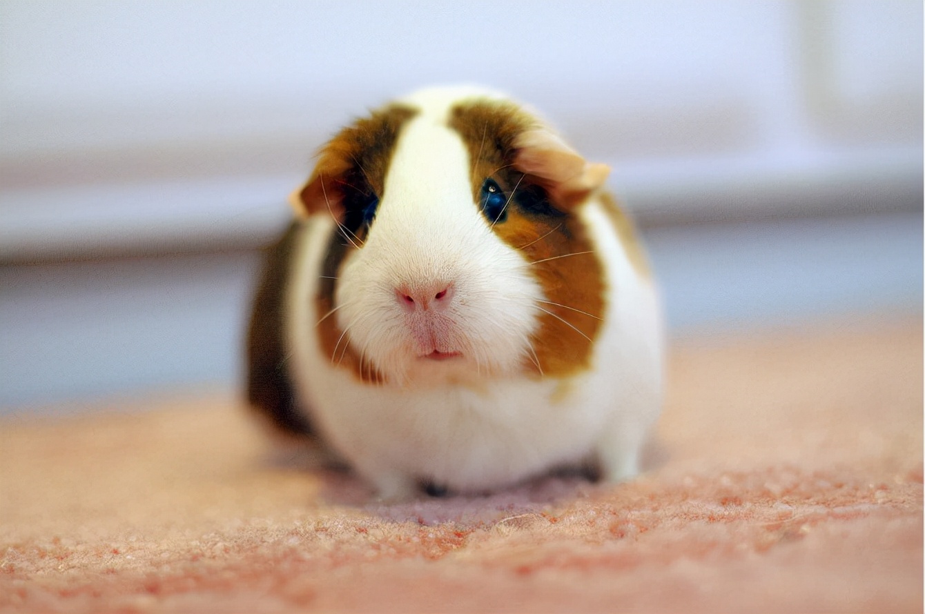 仓鼠拉稀怎么治,仓鼠拉稀了如何简单处理