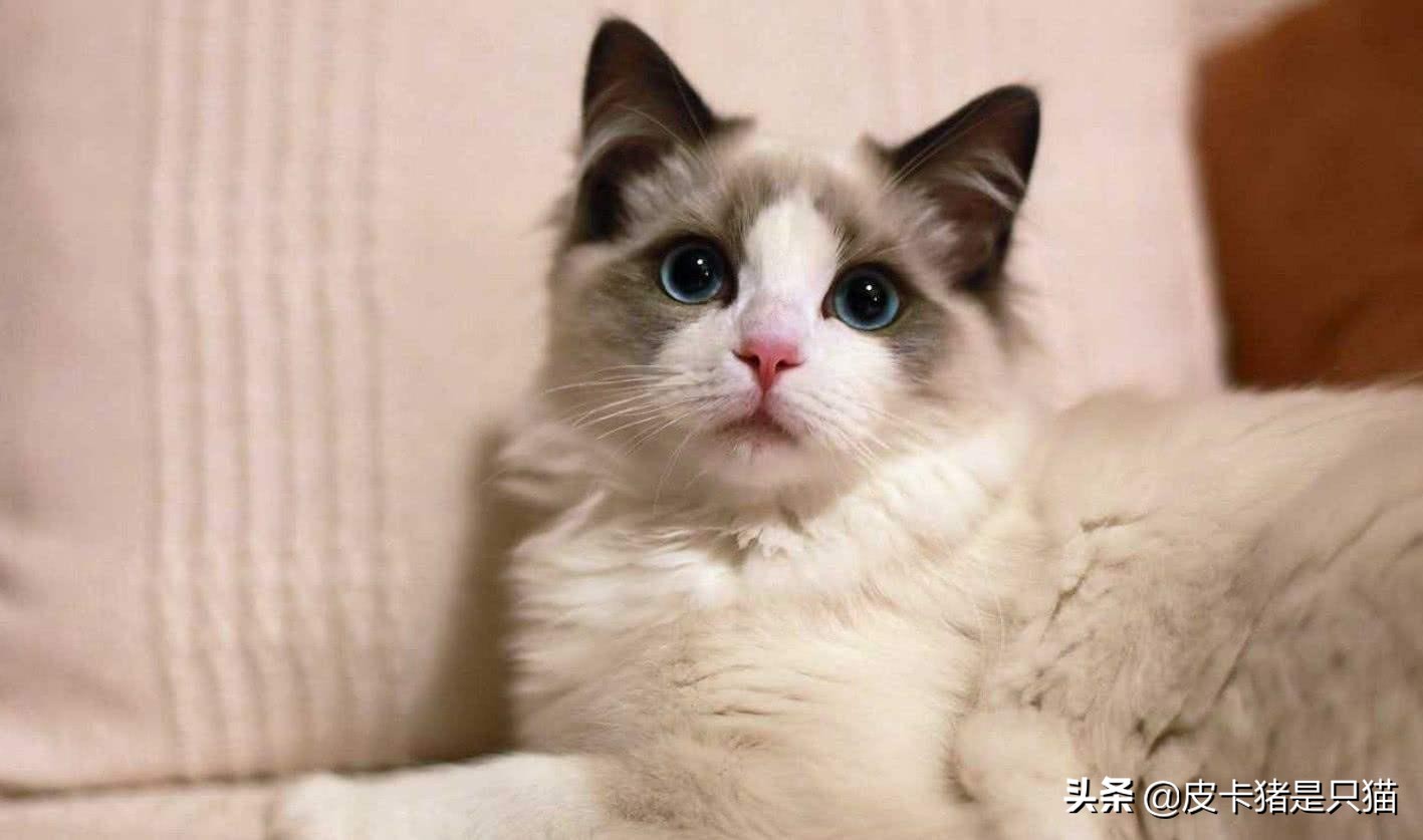 天热给猫降温,猫咪热天怎么养