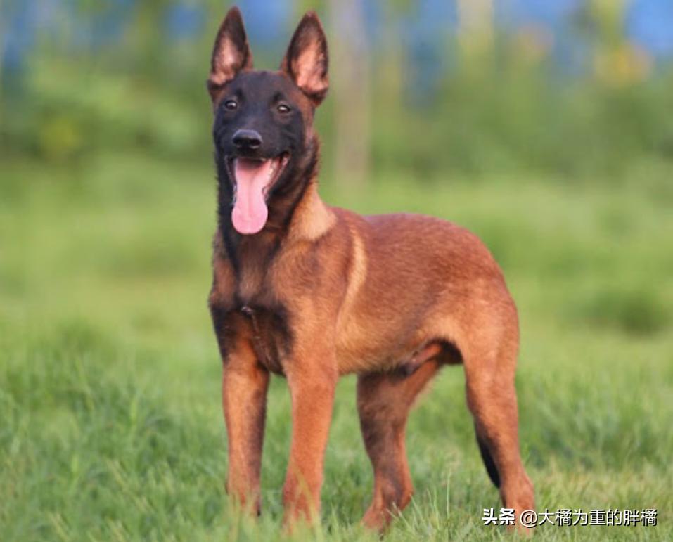 边境牧羊犬颜值高吗,颜值最高的牧羊犬