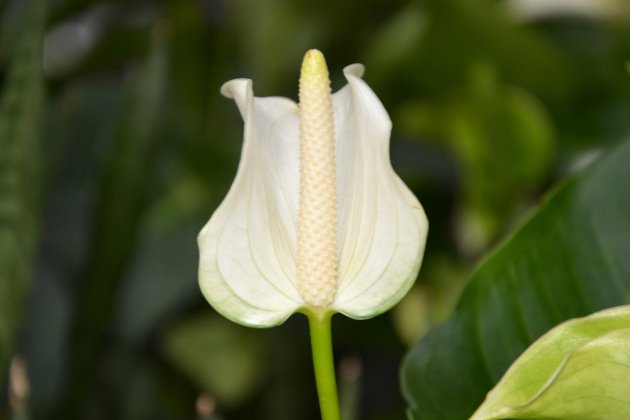 白鹤芋叶子蔫了怎么办,白鹤芋有根叶子蔫了怎么办