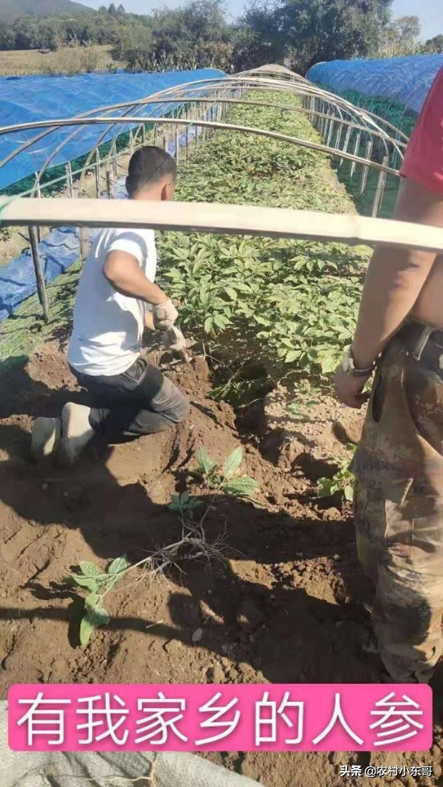 全国一村一品示范村镇第九批,全国一村一品示范村镇名单公布