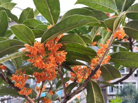 桂花用黄土还是营养土好,养了5年的花枯萎