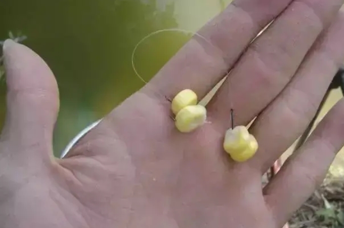 草鱼难钓,大水面如何快速诱草鱼