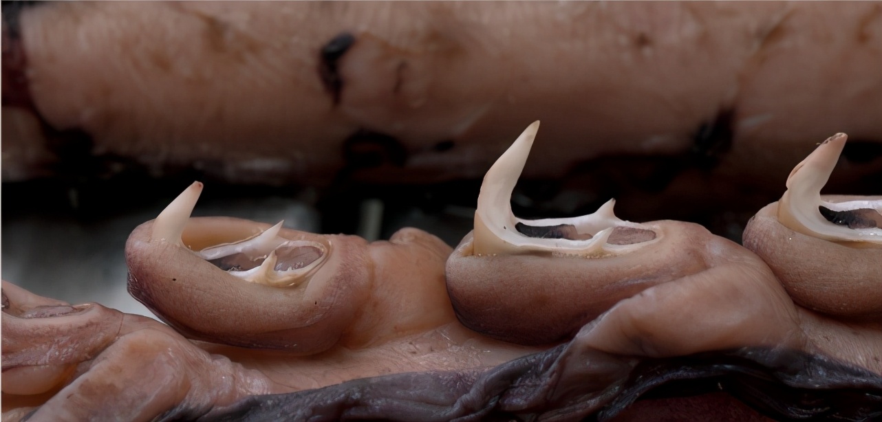 人类发现的大王酸浆鱿,世界上发现最大的大王酸浆鱿