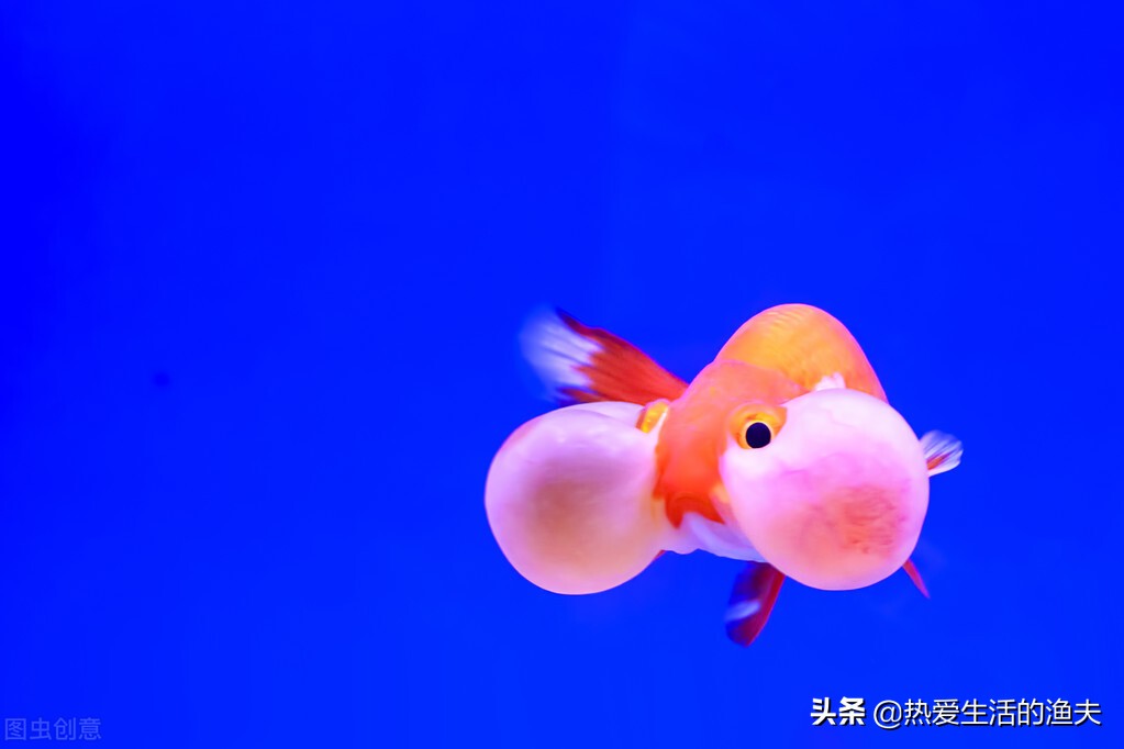 为啥买回来的金鱼不生小鱼,为什么刚买回来的金鱼不动