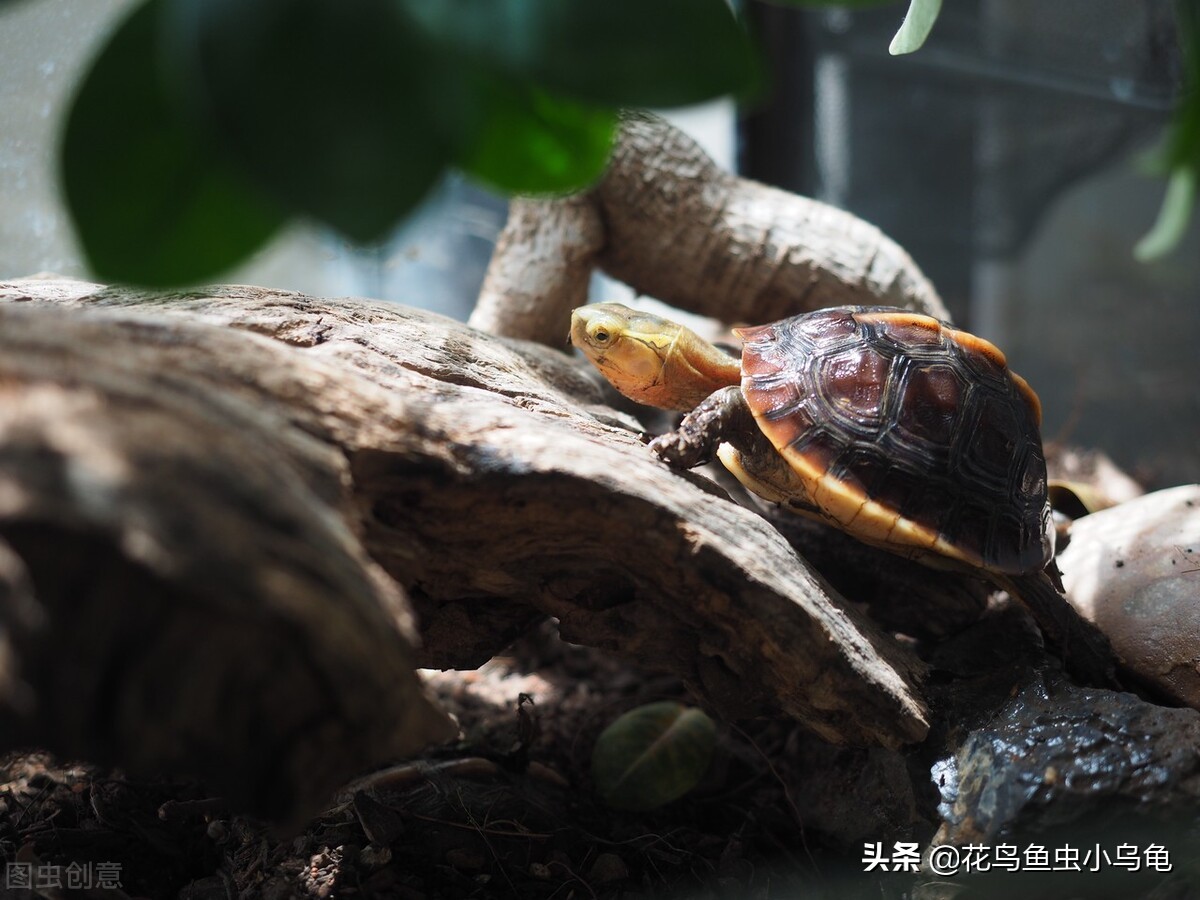 现在养乌龟要放多少水合适,养乌龟水要放几天才能给乌龟用