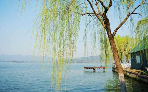 杨柳的诗句古诗大全,杨柳的原创诗词