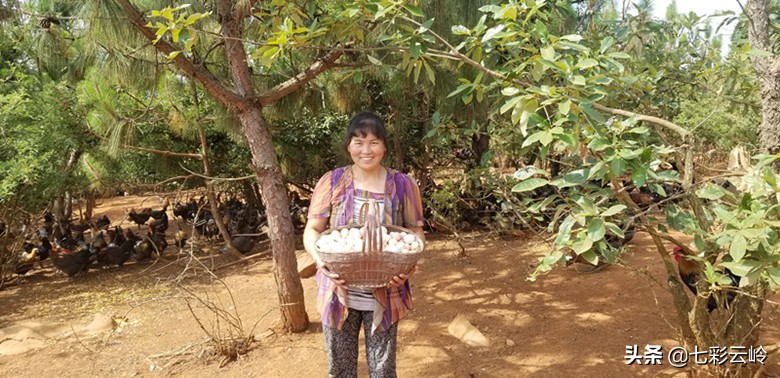 泸西：喂好一只鸡，云野碧鸡，鸣响深山