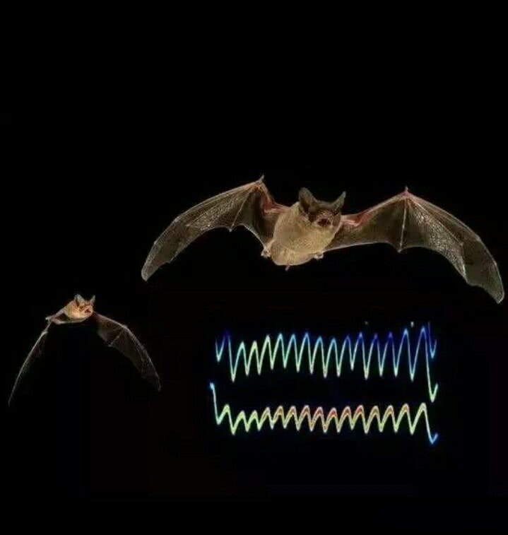 蝙蝠吃什么东西小视频,蝙蝠主要吃什么
