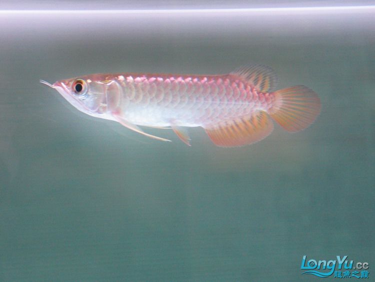 「全纪录」金龙鱼从高背到宝石到高背到B过,最终成为过背金龙鱼