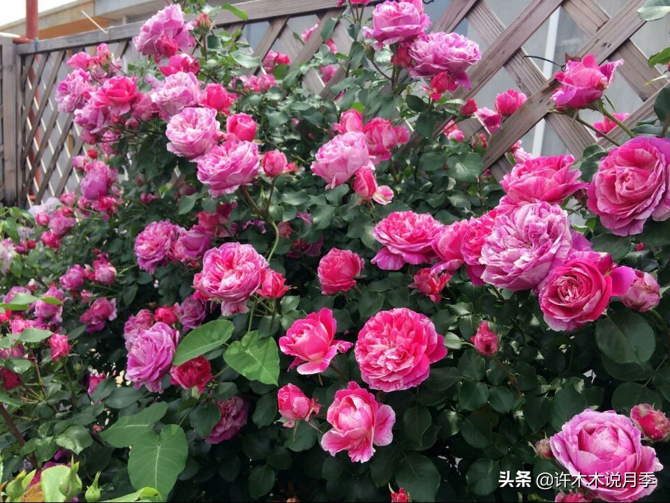 网购月季应该怎么种植？月季移栽后出现黄叶、枯萎是什么原因呢？