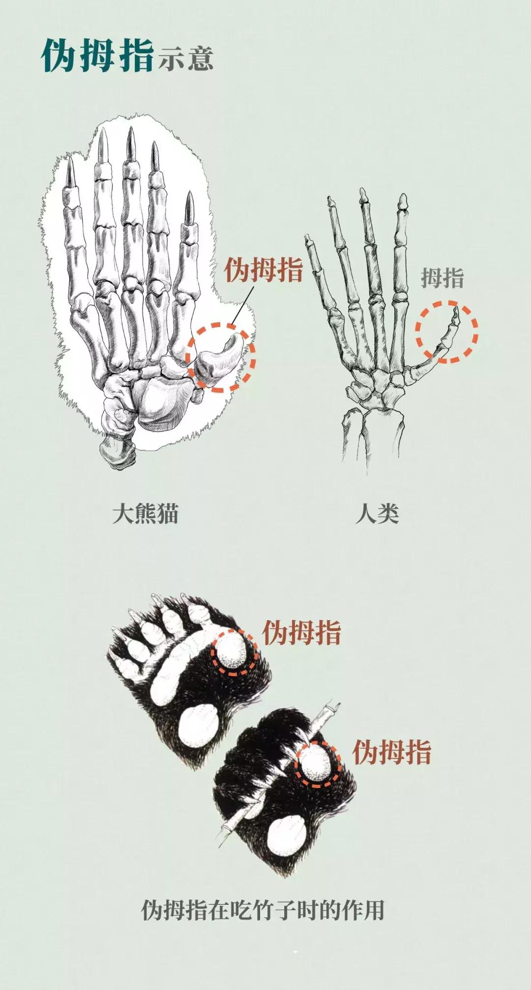 你才可爱你全家都可爱怎么回,你才可爱你全家都可爱出处