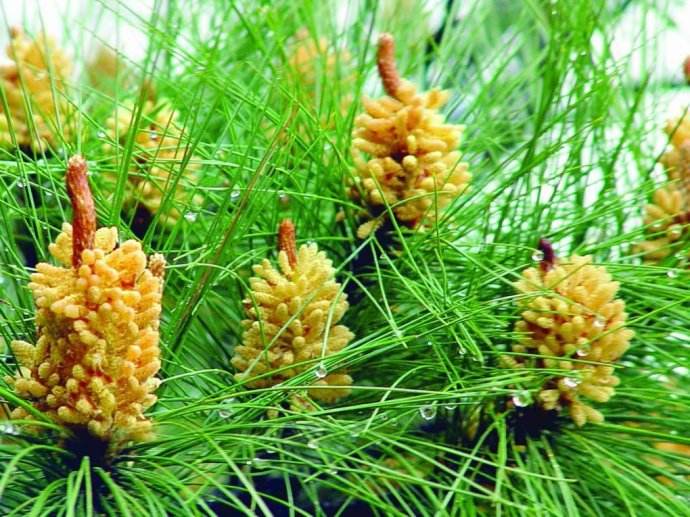 这种花农村没人要，掉在地上腐烂了，殊不知它是价值珍贵的松花粉