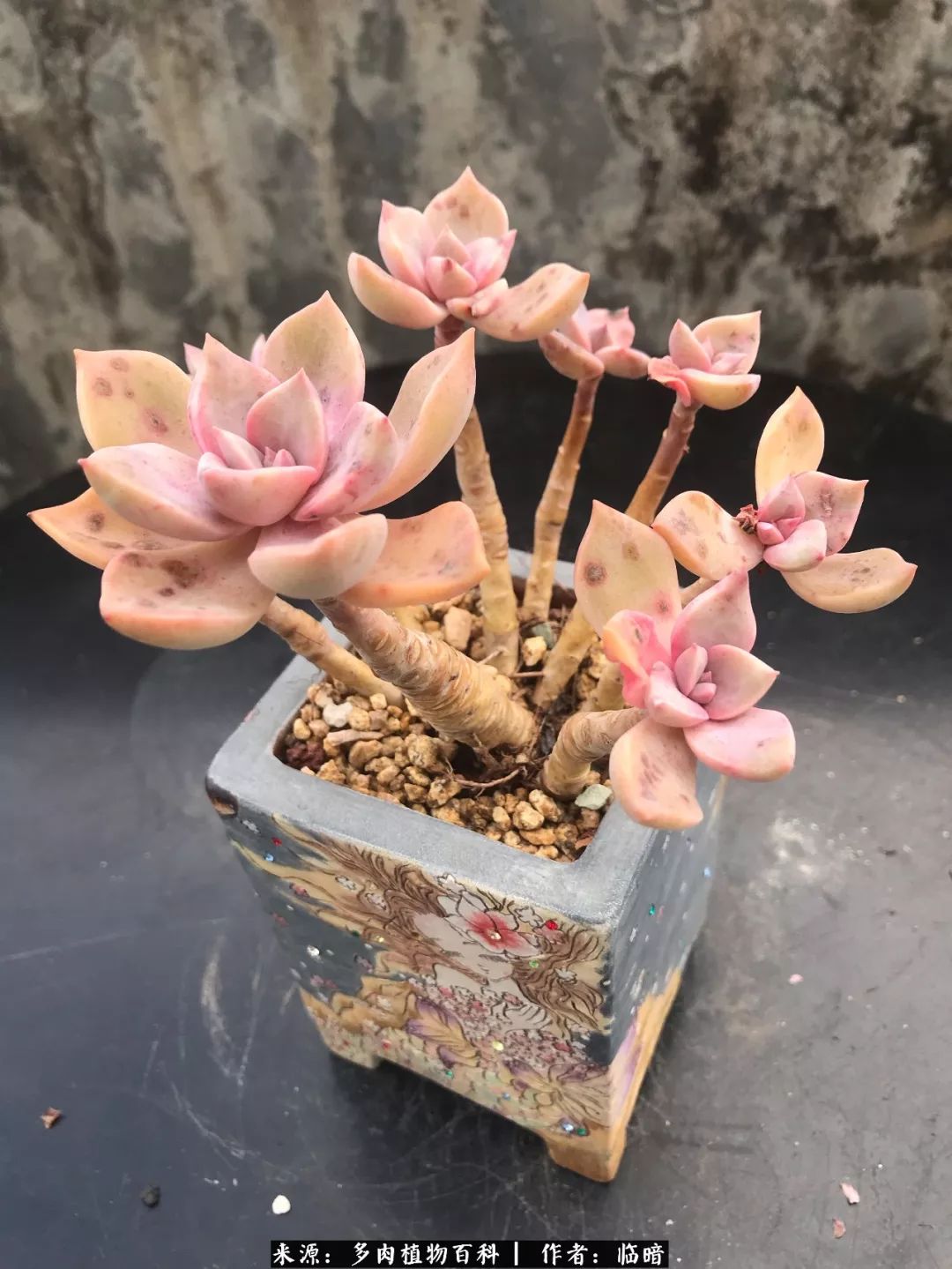 多肉带给我的感情,多肉给人们带什么作用