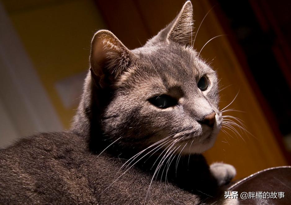 猫胡子越来越长是怎么回事 (猫的胡须变白了说明老了吗)