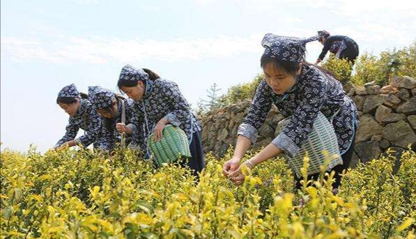 同为天涯客，何须吝千樽——打卡缙云怎么能少了你