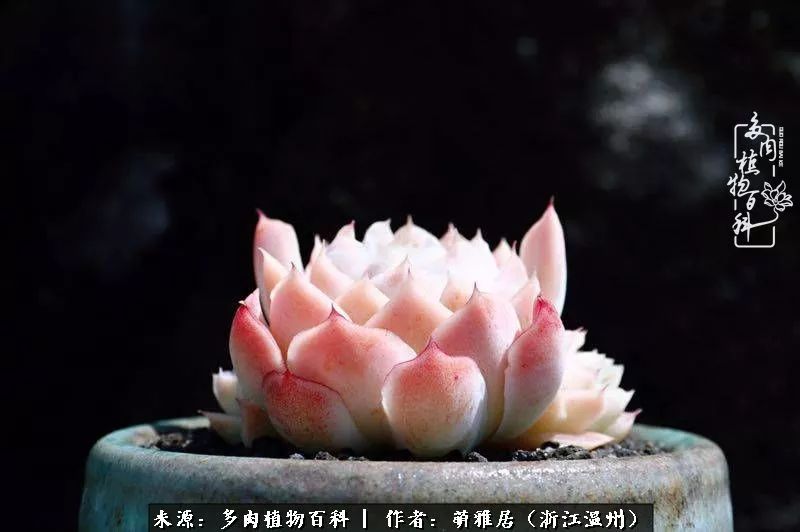 多肉最美的季节已来到,多肉最美的季节来临