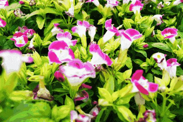 欧洲美食海鲜自助,嗨翻中山融合菜