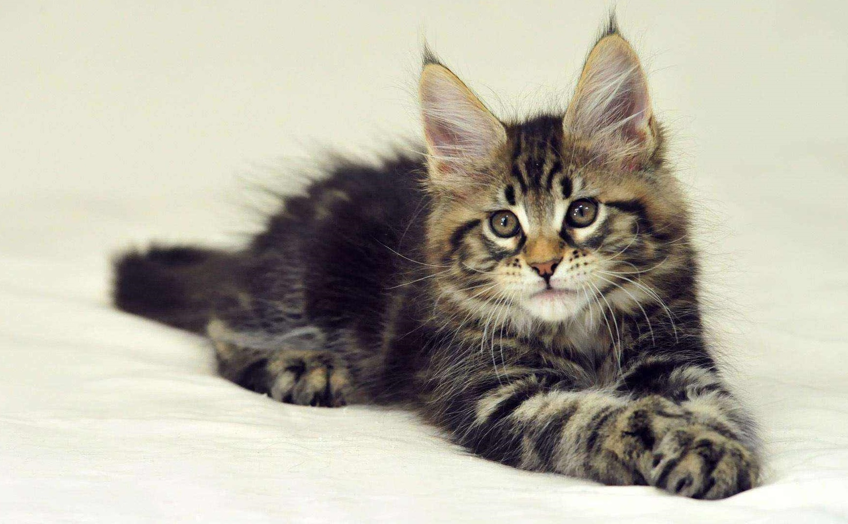 常见的宠物猫种类及价格大全,常见宠物猫的种类及价格大全