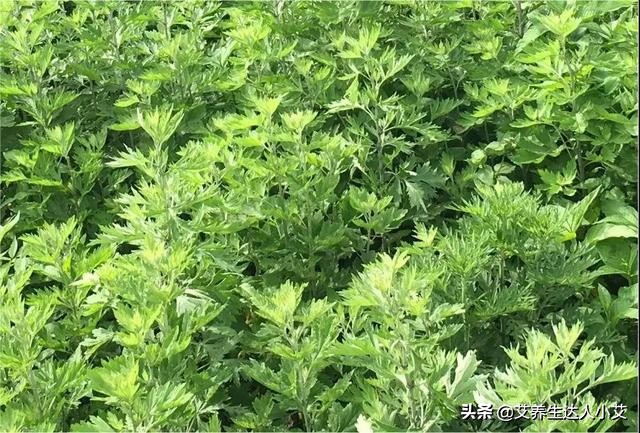 原来艾草对女人那么好