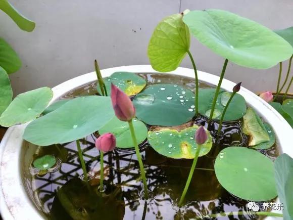 碗莲种子栽种一年没开花,碗莲种子光在水里不放土能开花吗