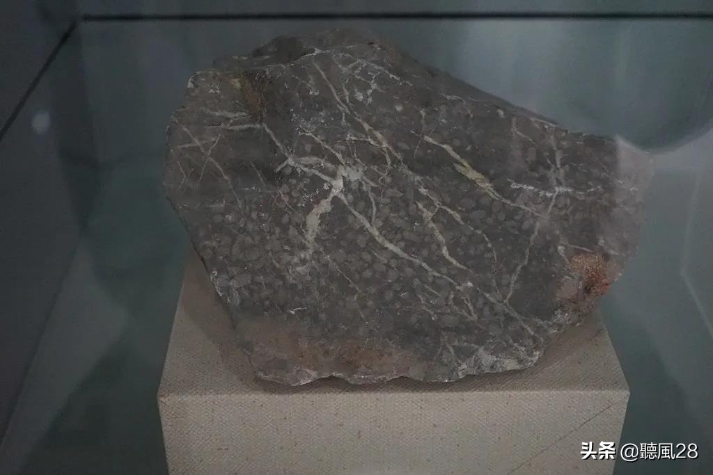 最稀有的化石之一,从来没见过的古老化石