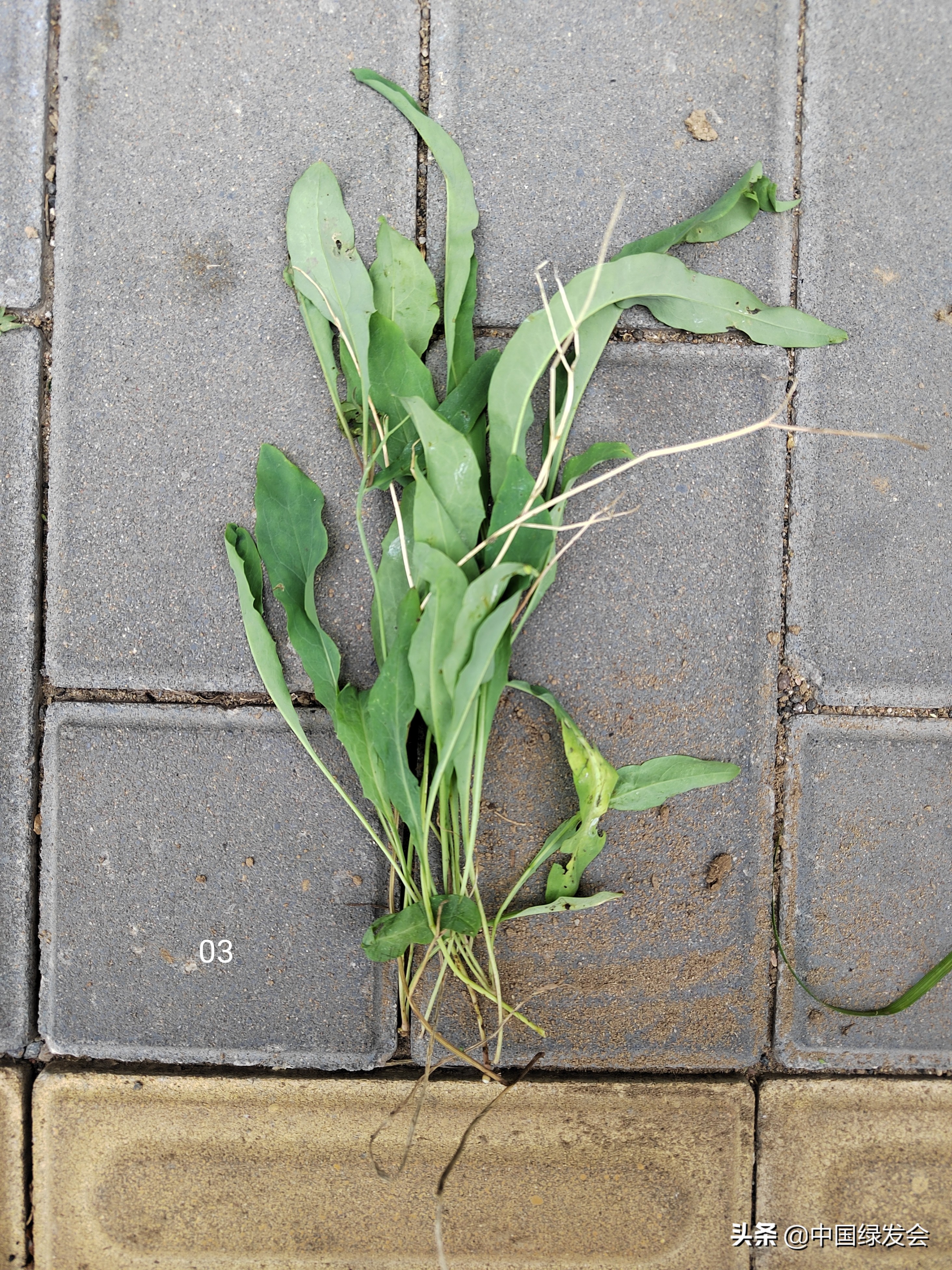 去野草留“精华”，整齐划一的草坪如何体现北京生物多样性？